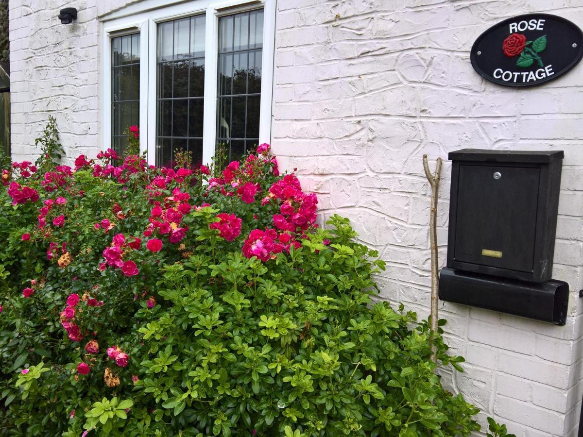 Rose Cottage Chard Luaran gambar